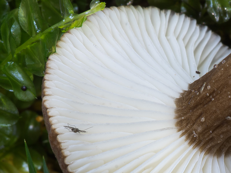 Lactarius lignyotus